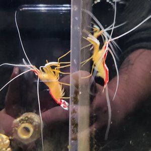 Meet your Posher, Karla